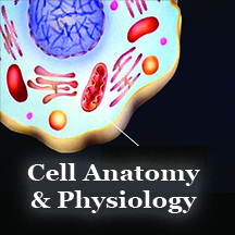 Cell Anatomy and Physiology